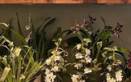 Eros Flowers Opens on Lex