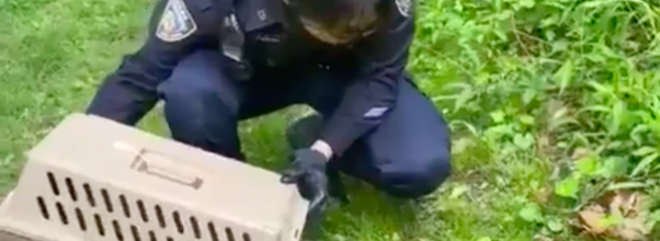 Officers From 19th Precinct Rescue Family of Ducklings