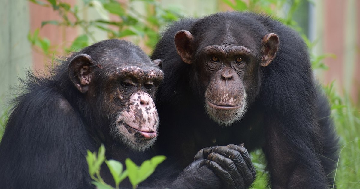 Project Chimps Protest UES