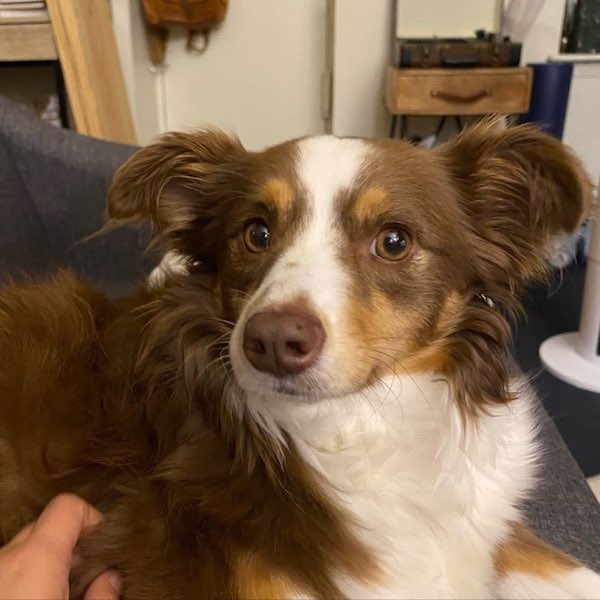 Stella is found