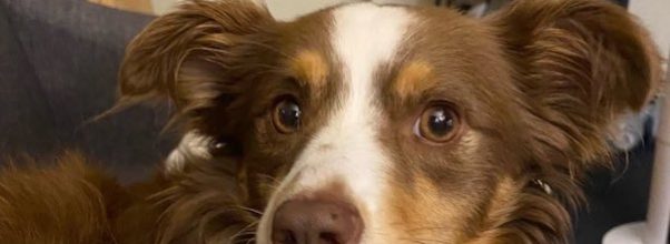 Lost Australian Shephard Found, Back with Owner