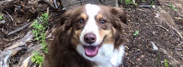 Dog Stolen from Upper East Side Apartment