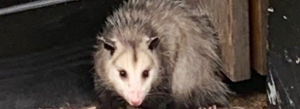 Cops Catch and Rescue Possum from Upper East Side Street