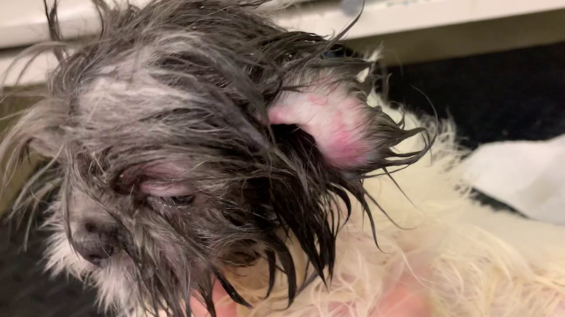 american kennels investigation