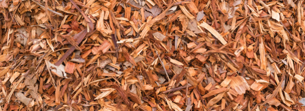 A Tree-Chipping Event in Carl Schurz Park