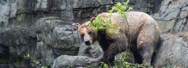 Central Park Zoo Gets 3 New Bears