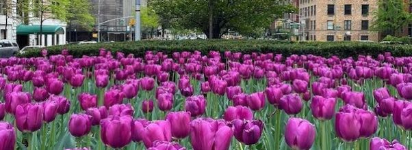 Park Avenue Tulip Dig Starts May 19