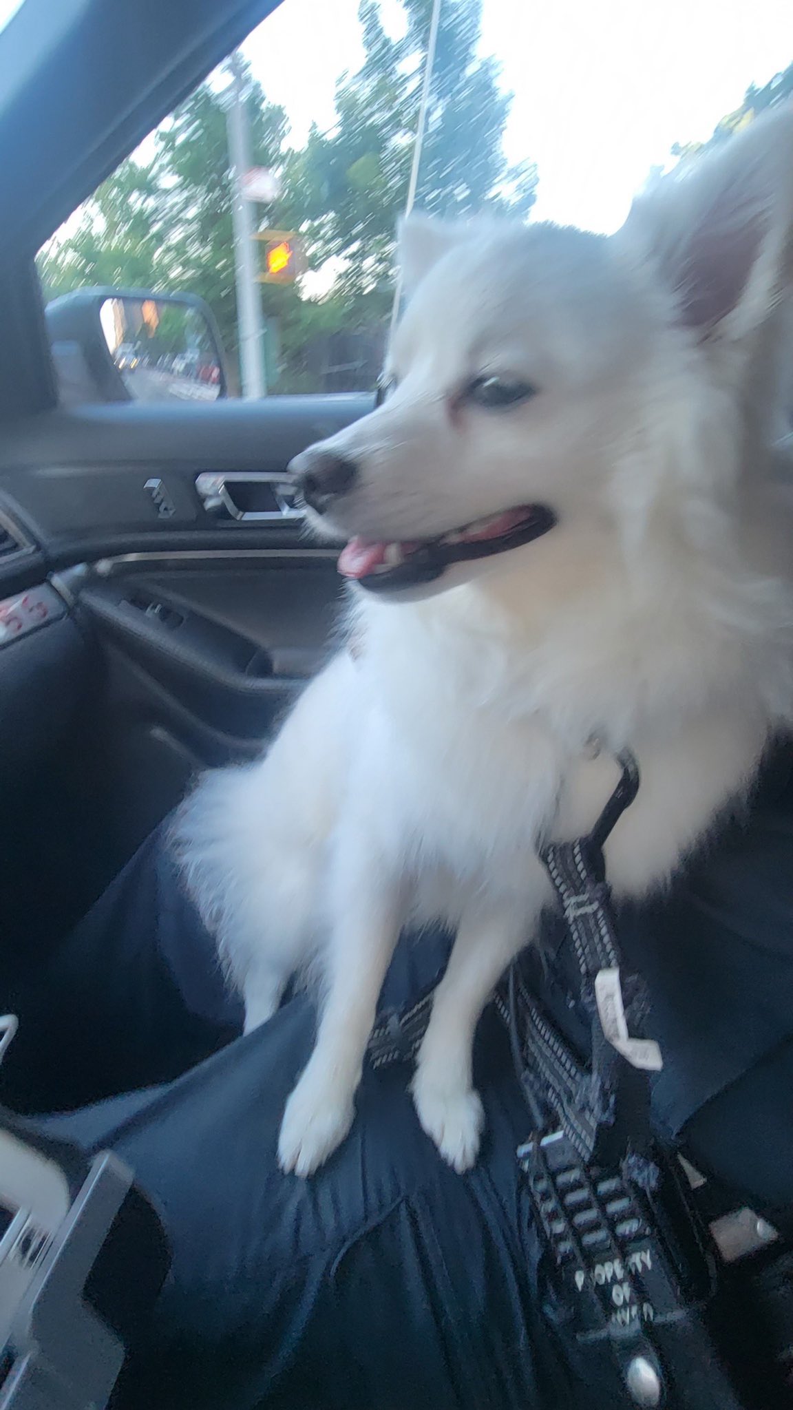 cop adopts dog
