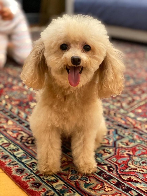 Bella mini poodle