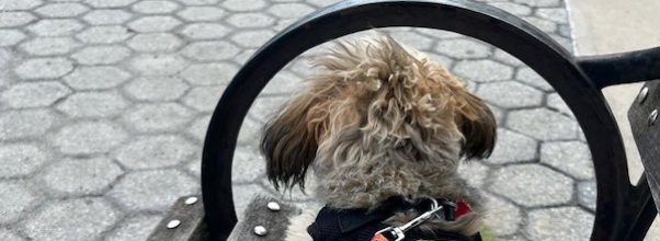 Maniac Kicks Dog During Afternoon Walk Down First Avenue