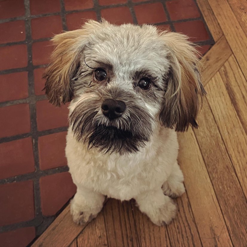 man kicks havanese dog upper east side