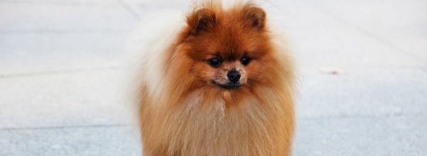 Fancy Pet Facility to Open First Location on Upper East Side