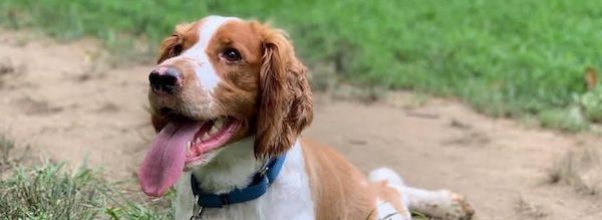 Dog Dies Following Tragic Hit-and-Run on Second Avenue; Owner Seeks Justice
