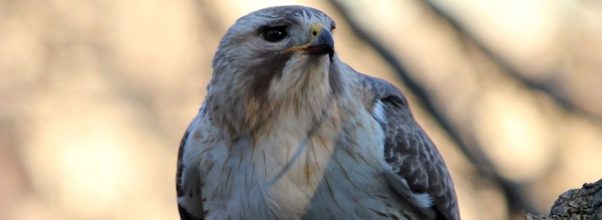 Farewell to Pale Male, World Famous Hawk Found Dead in Central Park