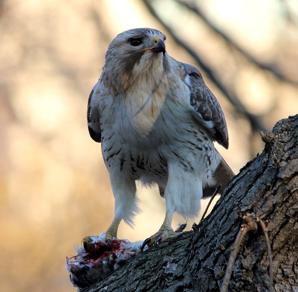 pale male dies 33 central park