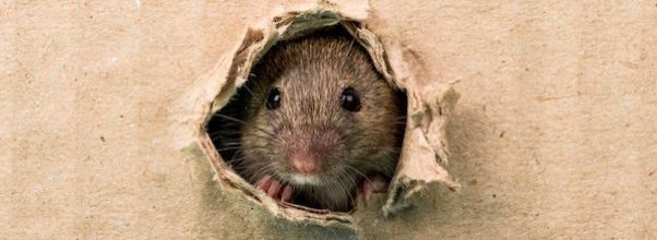 Menin Announces Return of Rat Mitigation Program