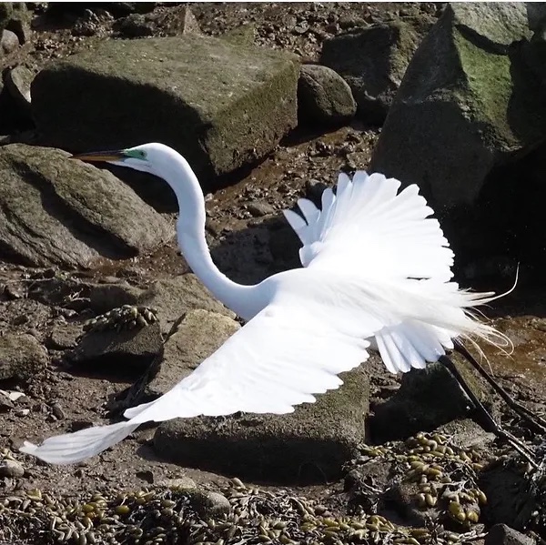 Great Egret by Joseph Zemann