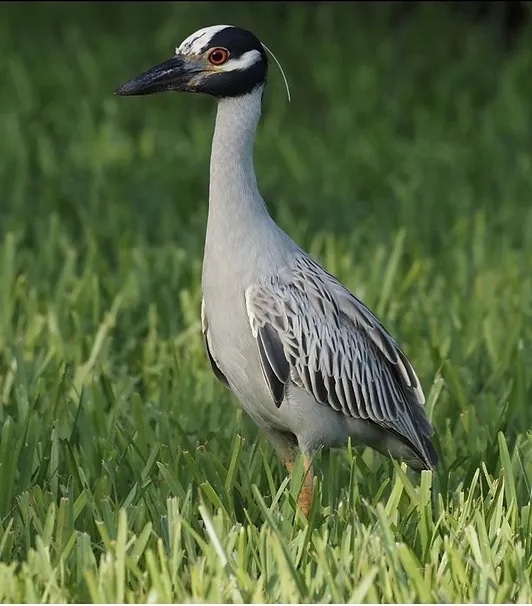 Yellow-crowned Night-Heron by Joseph Zemann
