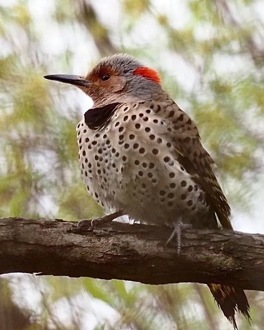 Northern Flicker by Joseph Zemann