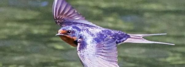 57 Species of Birds Were Spotted in Carl Schurz Park Last Year