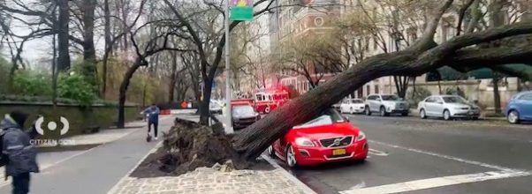 Tree Clobbers Car on Fifth Avenue