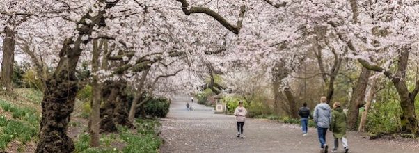 Central Park’s Only Official Cherry Blossom Tour