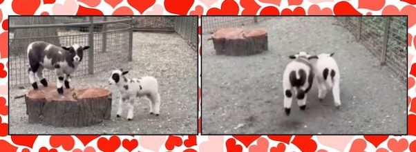 Central Park Zoo Welcomes Two New Baby Lambs