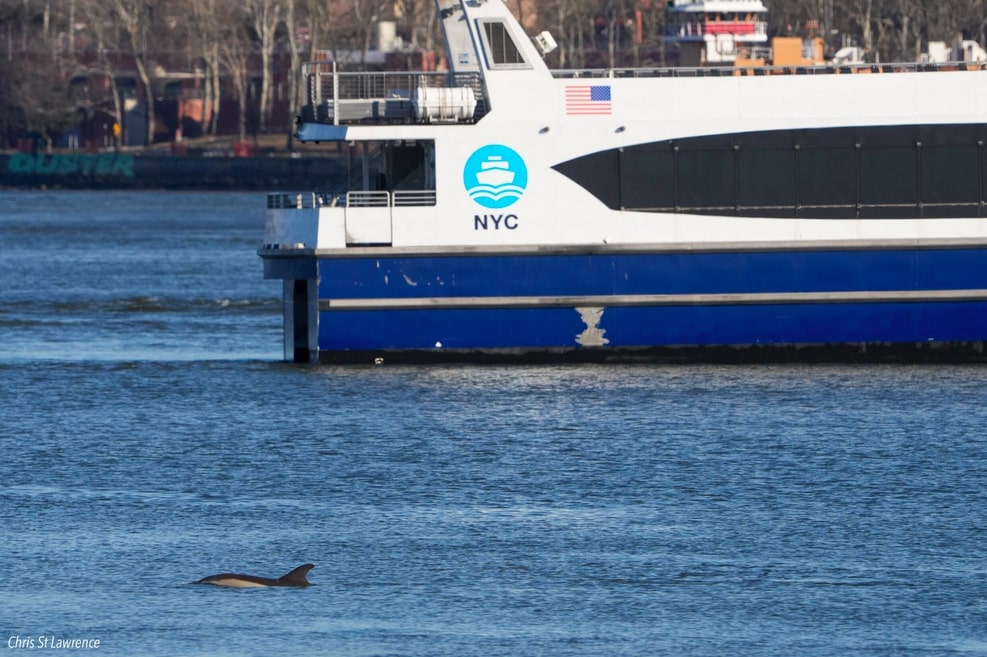 dolphin sighting east river 2025