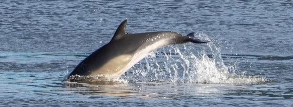 Two Dolphins Spotted in East River Near 96th Street Two Dolphins Spotted in East River Near 96th Street