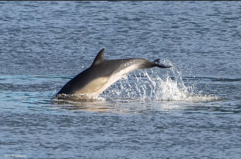 east river dolphin sighting feb 2025