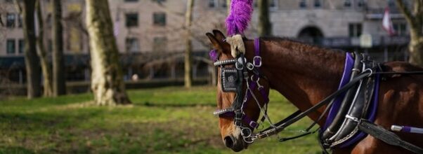 Mayor Adams Calls for Ban on Horse-Drawn Carriages in Central Park